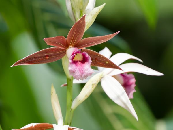 <h3><a href="/trips/costa-rica/biota/plantae/tracheophyta/liliopsida/asparagales/orchidaceae/phaius tankervilleae/phaius tankervilleae-nl.html">Phaius&nbsp;tankervilleae</a> /  / </h3>OM-1 Mark II met OLYMPUS M.150-400mm F4.5, 1/2000 sec  bij F4.5, ISO 5000, afstand 3.29&nbsp;m